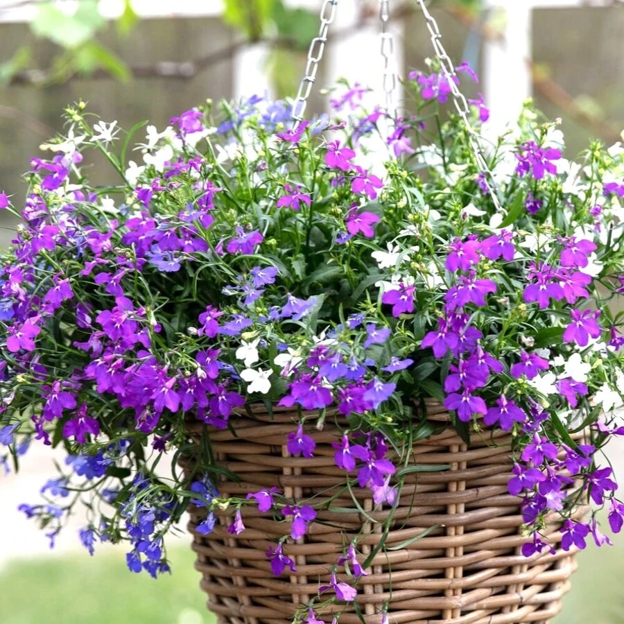 Лобелия ампельная Lobelia