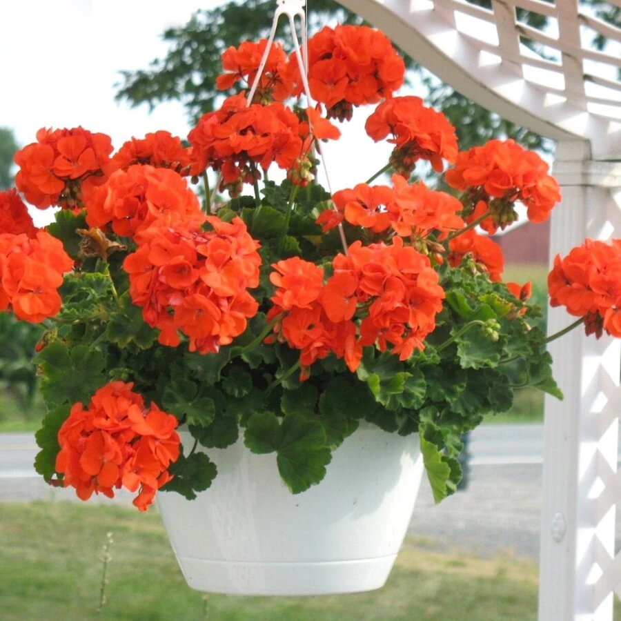 Пеларгония зональная Pelargonium zonale