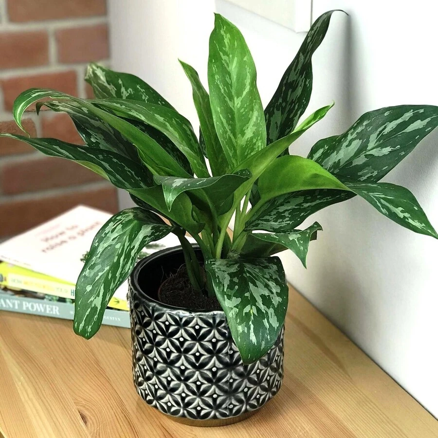 Аглаонема Грин Леди Aglaonema Green Lady
