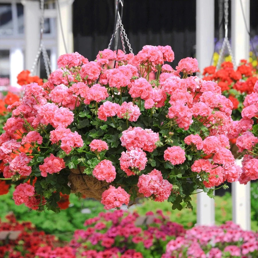 Пеларгония плющелистная Pelargonium peltatum