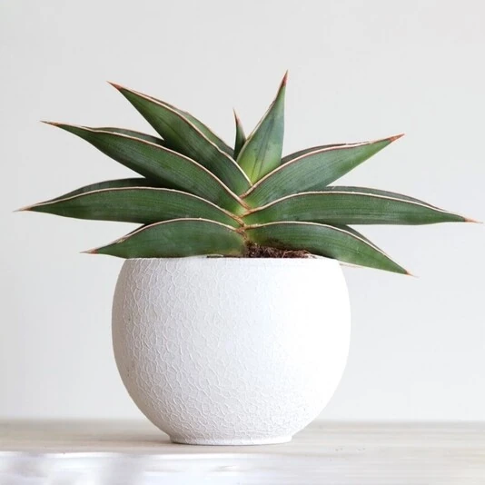 Сансевиерия Альмонд Сильвер Sansevieria Almond Silver