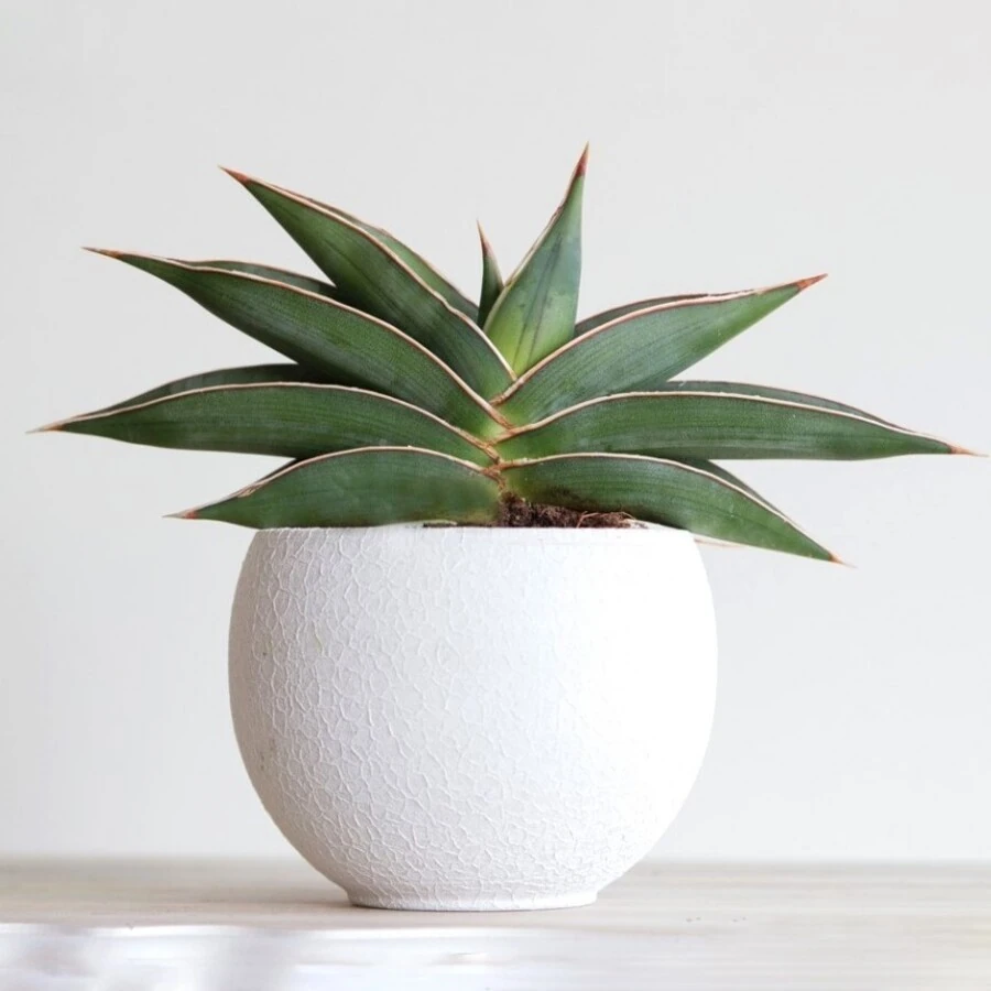 Сансевиерия Альмонд Сильвер Sansevieria Almond Silver