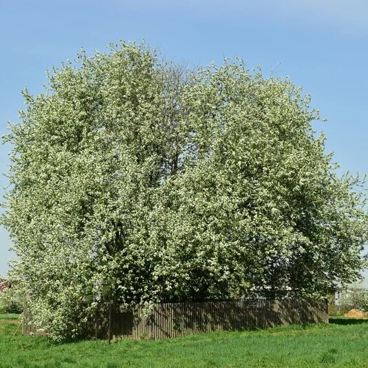 Черемуха "Ольгина радость" Prunus hybr. "Olgina radost"
