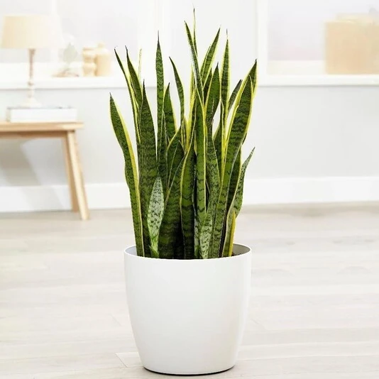 Сансевиерия Лауренти Sansevieria  Laurentii