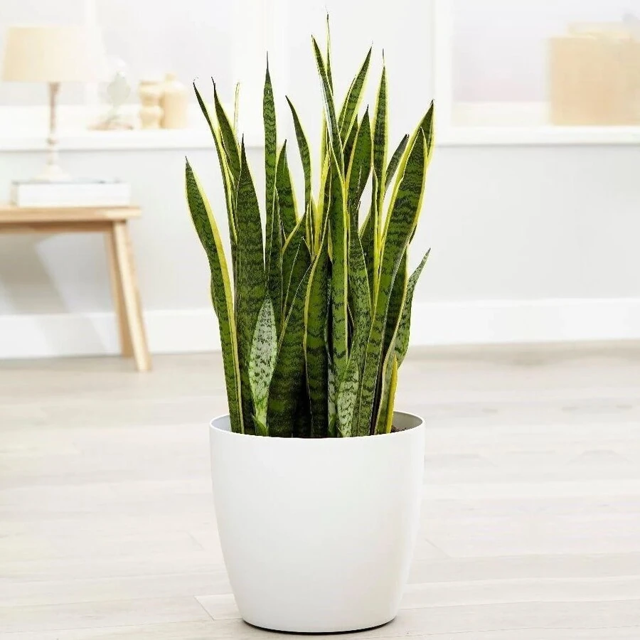 Сансевиерия Лауренти Sansevieria  Laurentii