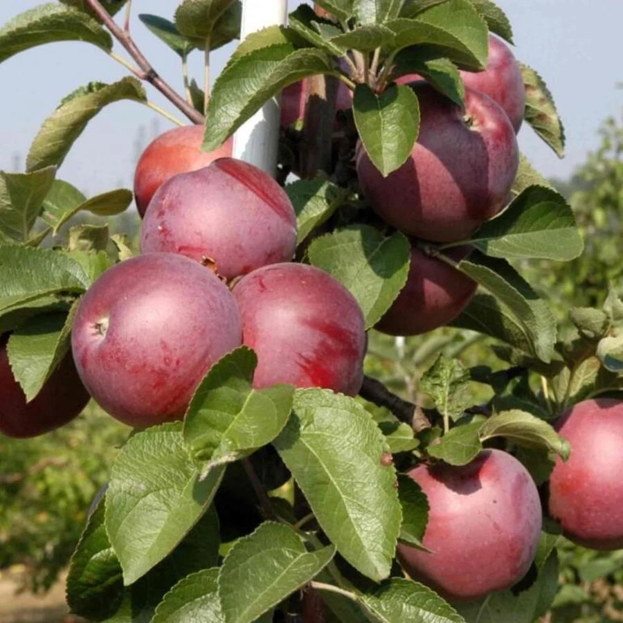 Яблоня "Спартан" Malus domestica 'Spartan'