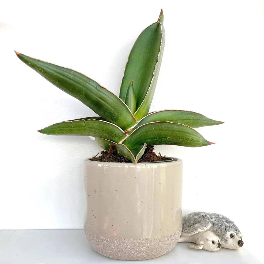Сансевиерия Самурай Sansevieria  Samurai