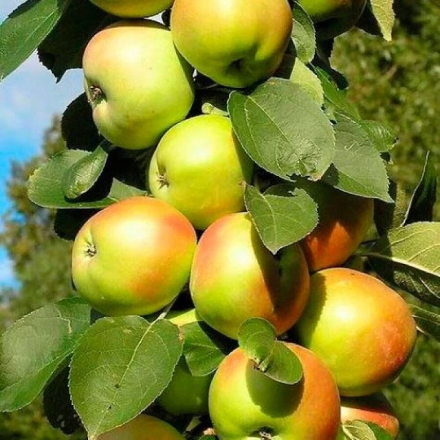 Яблоня "Президент" Malus domestica 'President'