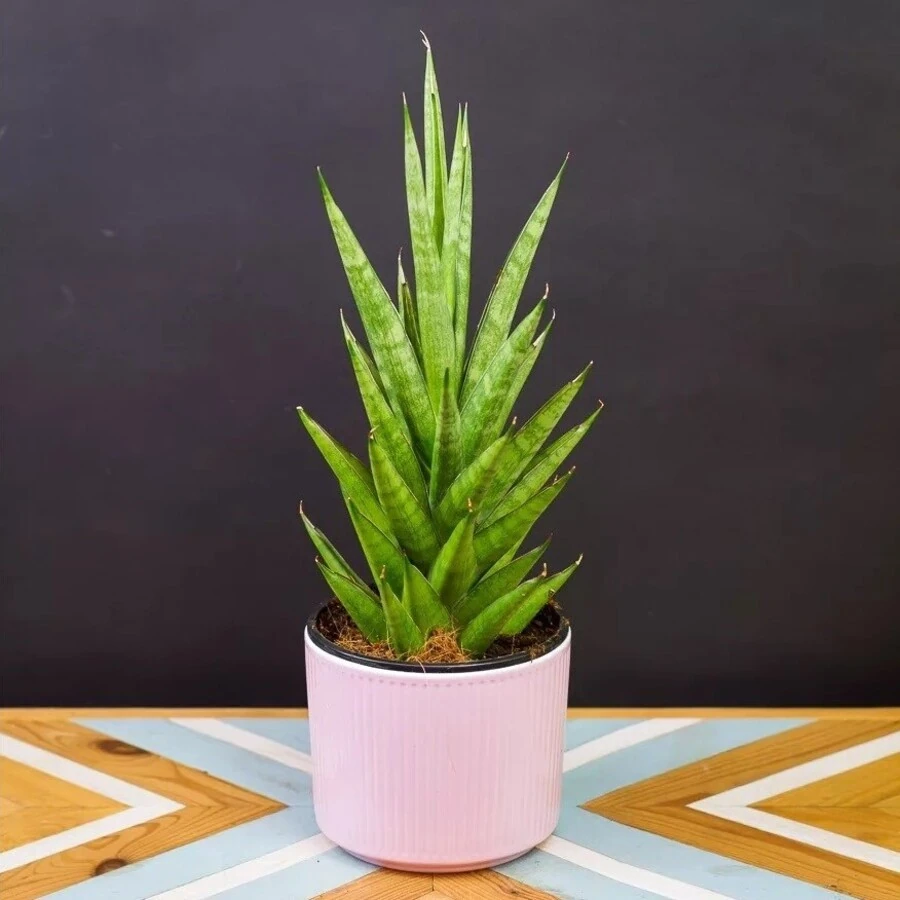 Сансевиерия Старсшутер Sansevieria  Starshooter