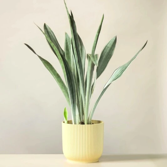 Сансевиерия Аубрутиана Саури Sansevieria Aubrytiana Sauri