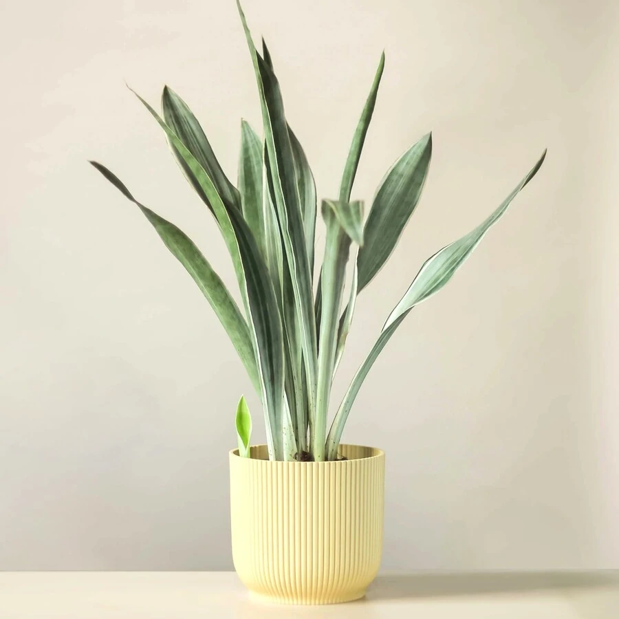 Сансевиерия Аубрутиана Саури Sansevieria Aubrytiana Sauri