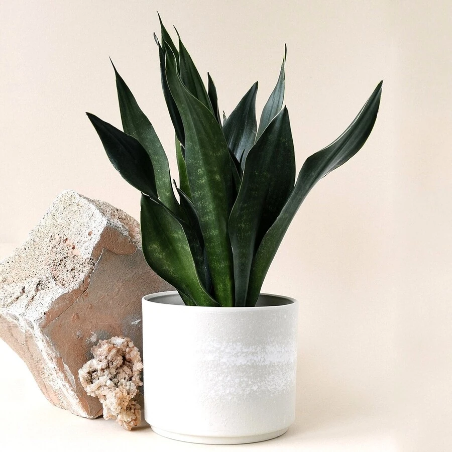 Сансевиерия Дарк Даймонд Sansevieria Dark Diamond