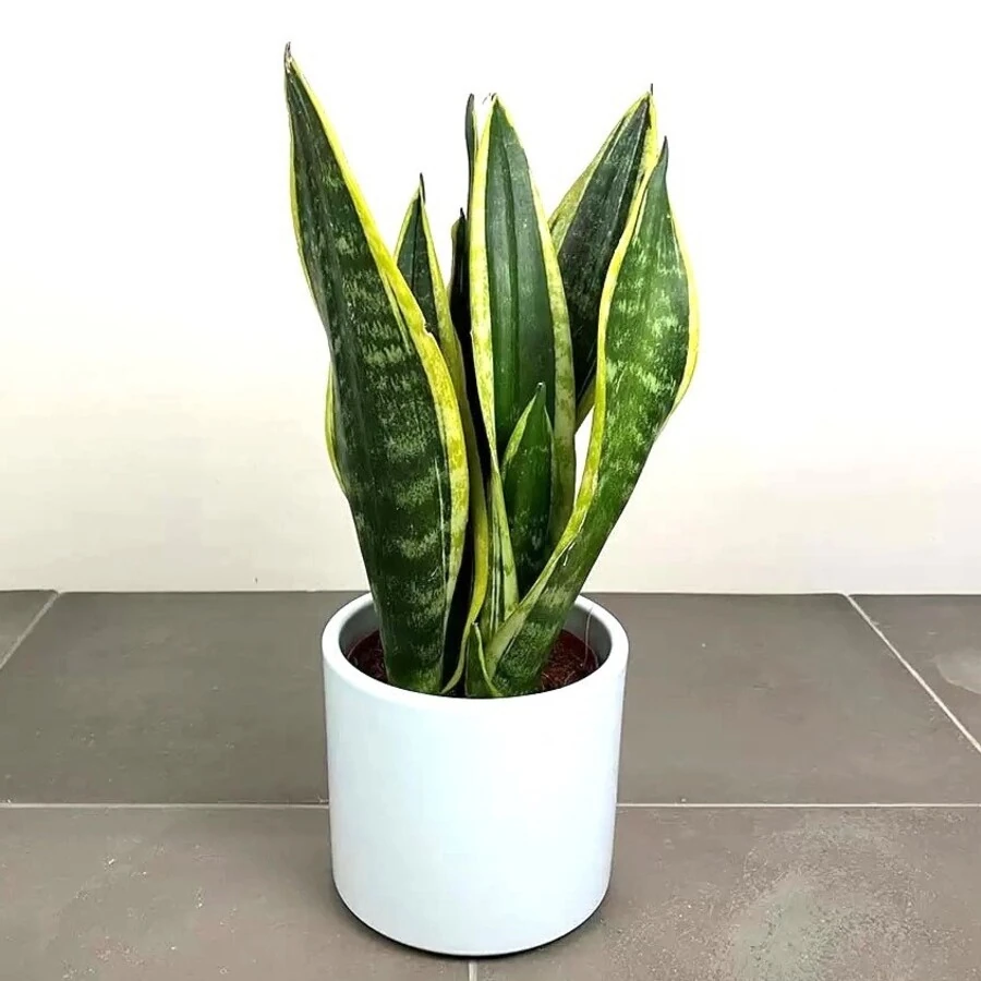 Сансевиерия Блэк Суперба Sansevieria Black Superba