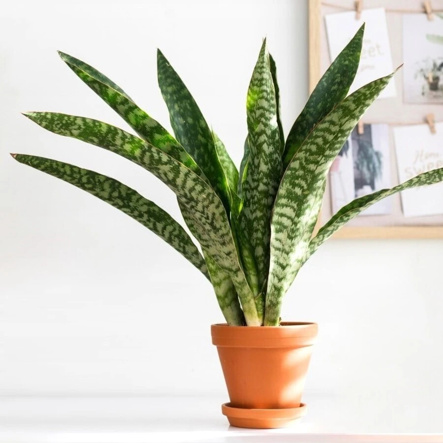Сансевиерия Аубрутиана Марлоу Sansevieria Aubrytiana Marlowe