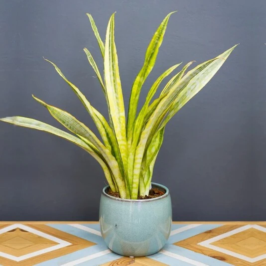 Сансевиерия Аубрутиана Йеллоустоун Sansevieria Aubrytiana Yellowstone