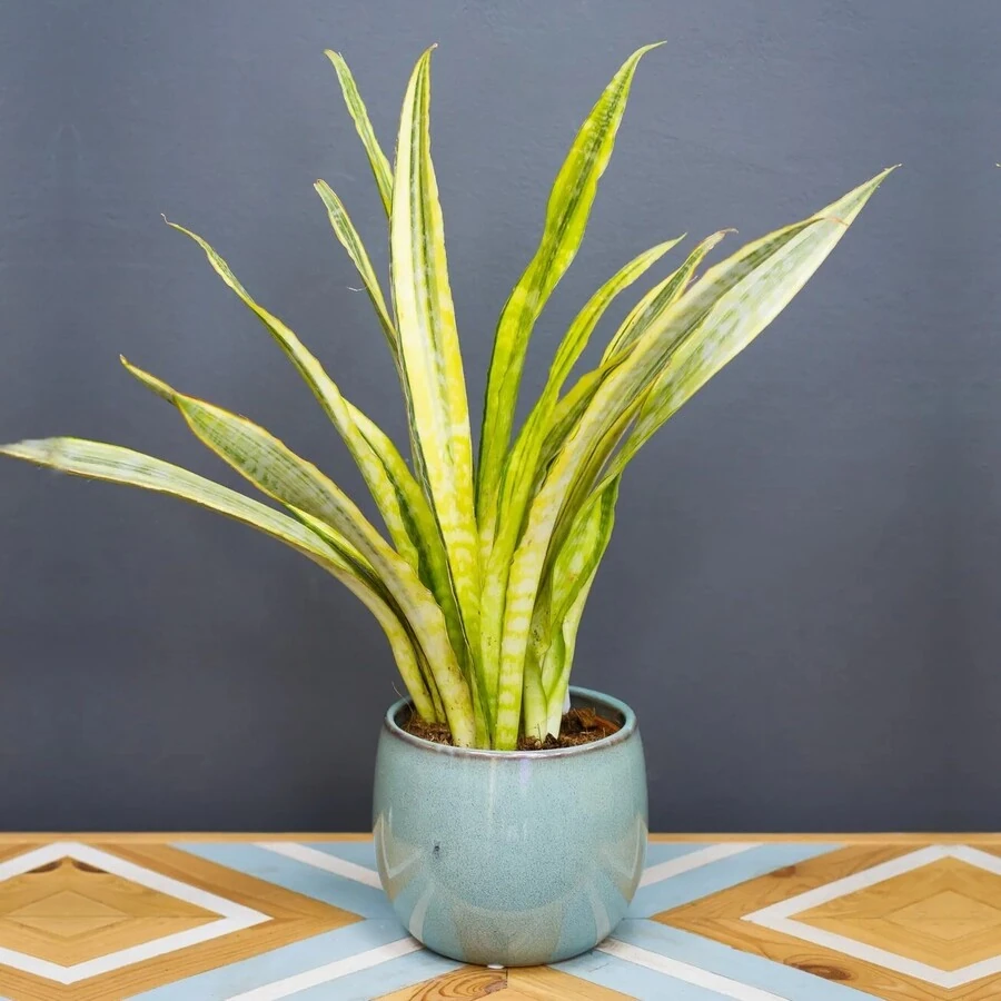 Сансевиерия Аубрутиана Йеллоустоун Sansevieria Aubrytiana Yellowstone