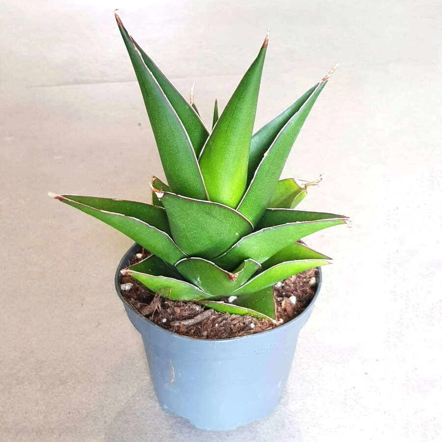 Сансевиерия Эбби Краун Sansevieria Abbey Crown decorum