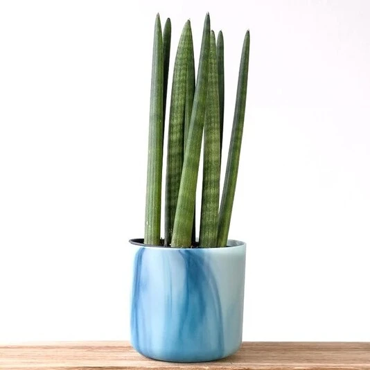 Сансевиерия Цилиндрика Стрейт Sansevieria Cylindrica Straight