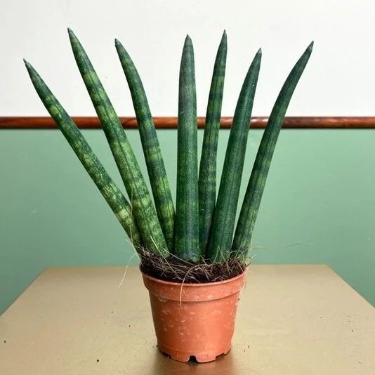Сансевиерия Цилиндрика Веер Sansevieria Cylindrica Fan