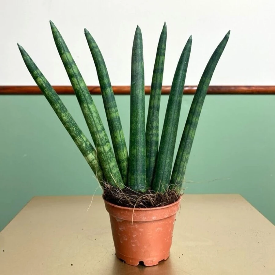 Сансевиерия Цилиндрика Веер Sansevieria Cylindrica Fan