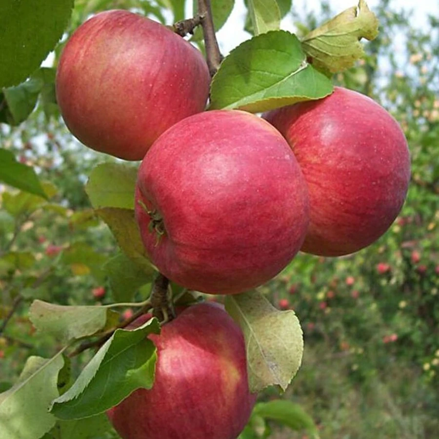 Яблоня "Жигулевское" Malus domestica "Zhigulevskoe"