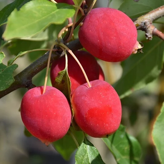 Яблоня "Долго" Malus "Dolgo"
