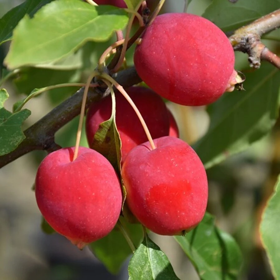 Яблоня "Долго" Malus "Dolgo"