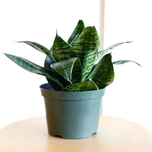Сансевиерия Хани Sansevieria Hahnii