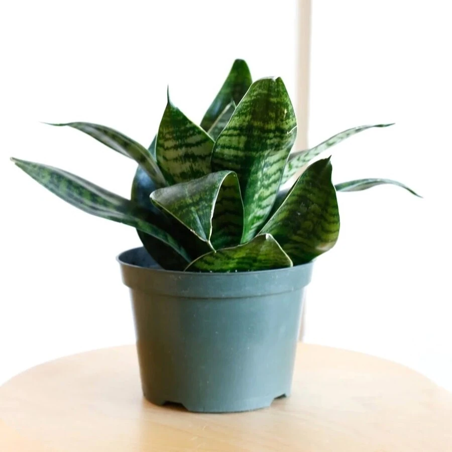 Сансевиерия Хани Sansevieria Hahnii
