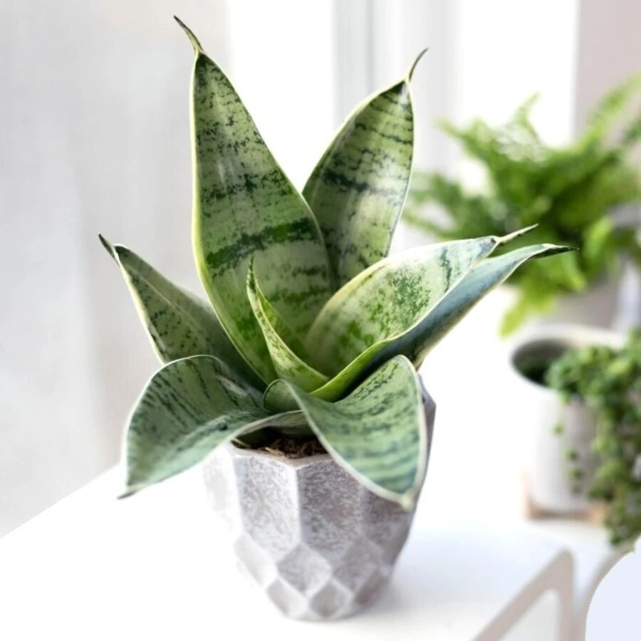 Сансевиерия Хани Сильвер Хани Sansevieria hahnii Silver hahnii decorum