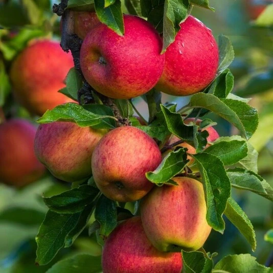 Яблоня "Бельфлер-китайка" Malus domestica 'Belfler-kitaika'