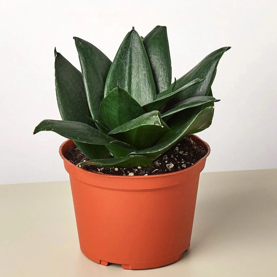 Сансевиерия Хани Блэк Жаде Sansevieria hahnii Black Jade 