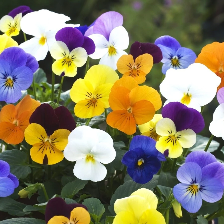Фиалка рогатая Viola Cornuta