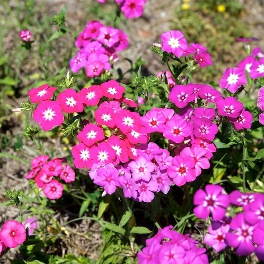 Флокс низкорослый Phlox drummondii
