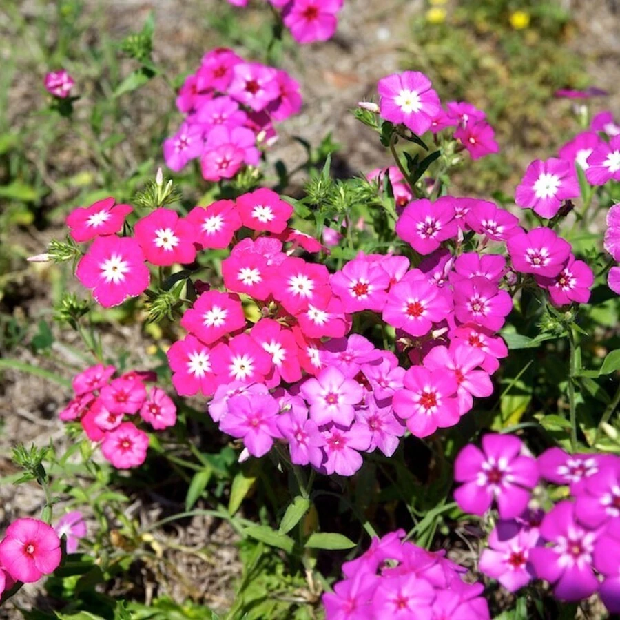 Флокс низкорослый Phlox drummondii
