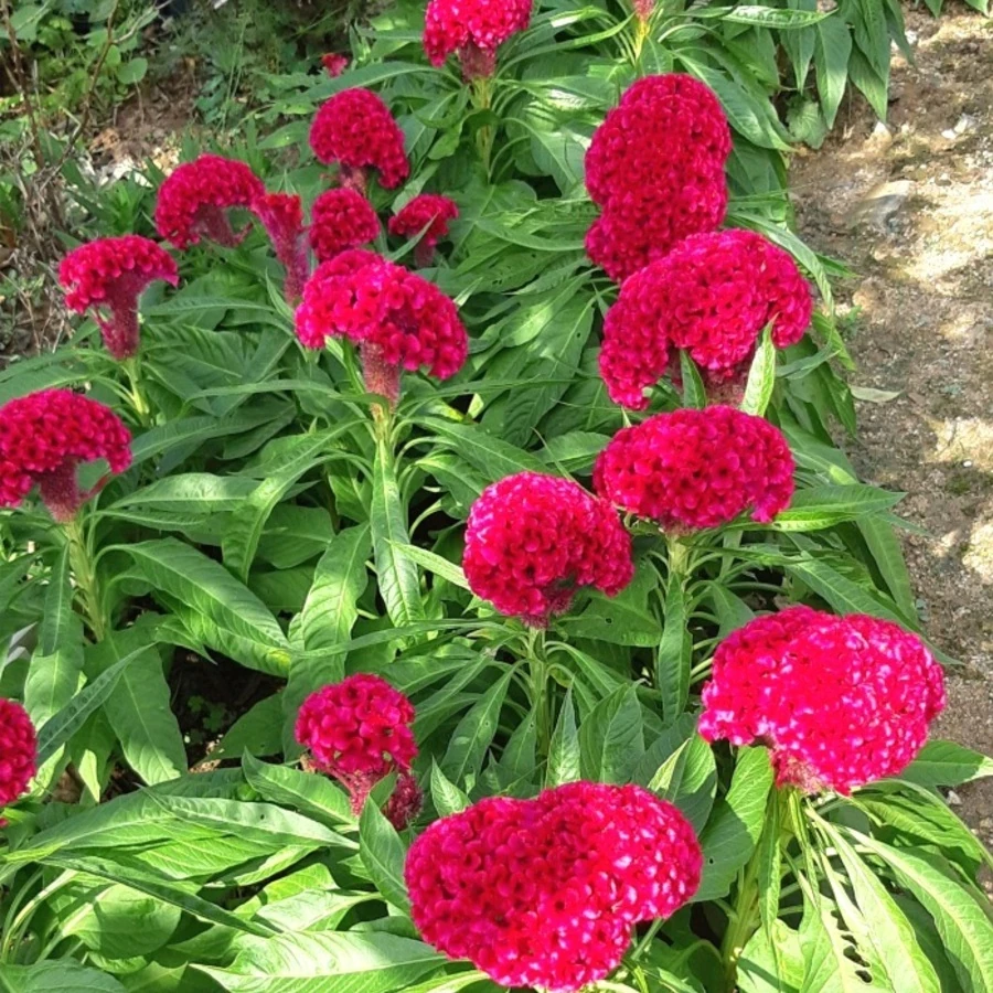 Целозия гребенчатая Celosia cristata
