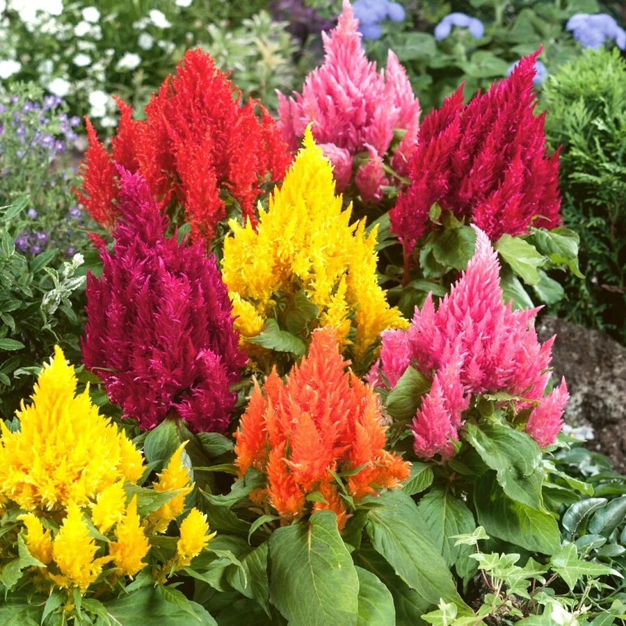 Целозия метельчатая Celosia plumosa