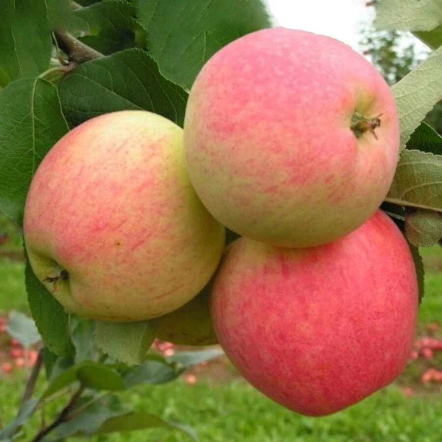 Яблоня "Юбиляр" Malus domestica 'Ubilyar'