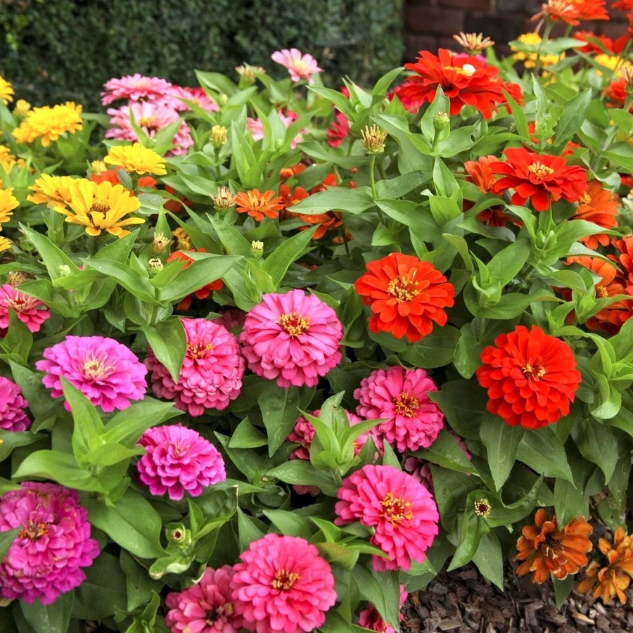 Цинния низкорослая Zinnia