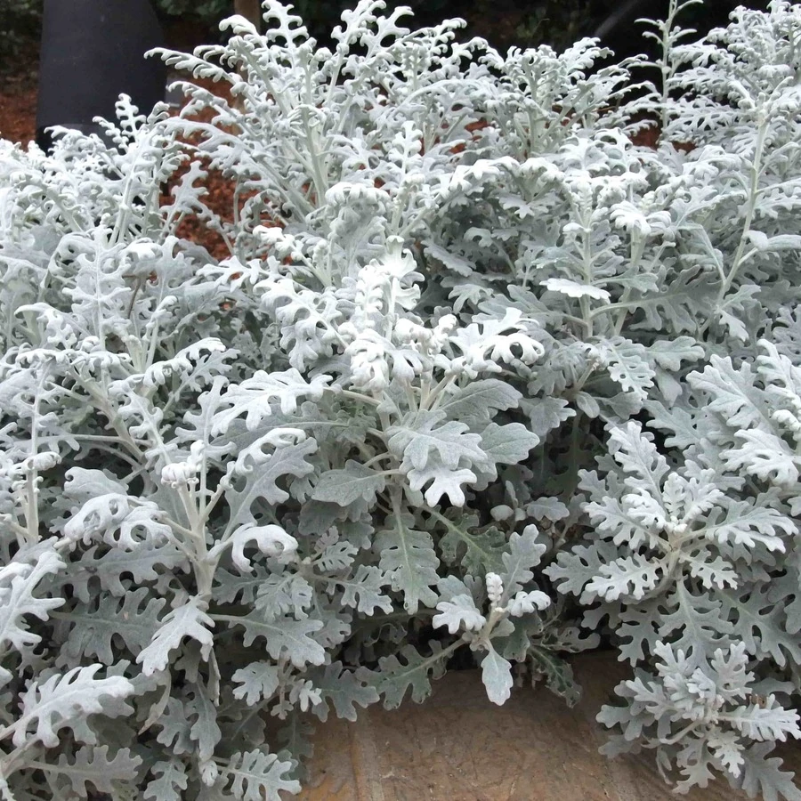Цинерария приморская Jacobaea maritima