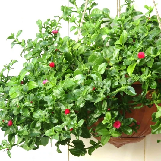 Аптения сердцелистная Mesembryanthemum cordifolium