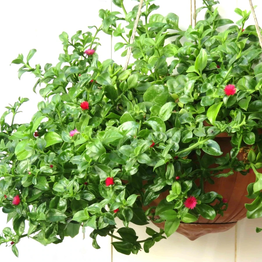 Аптения сердцелистная Mesembryanthemum cordifolium