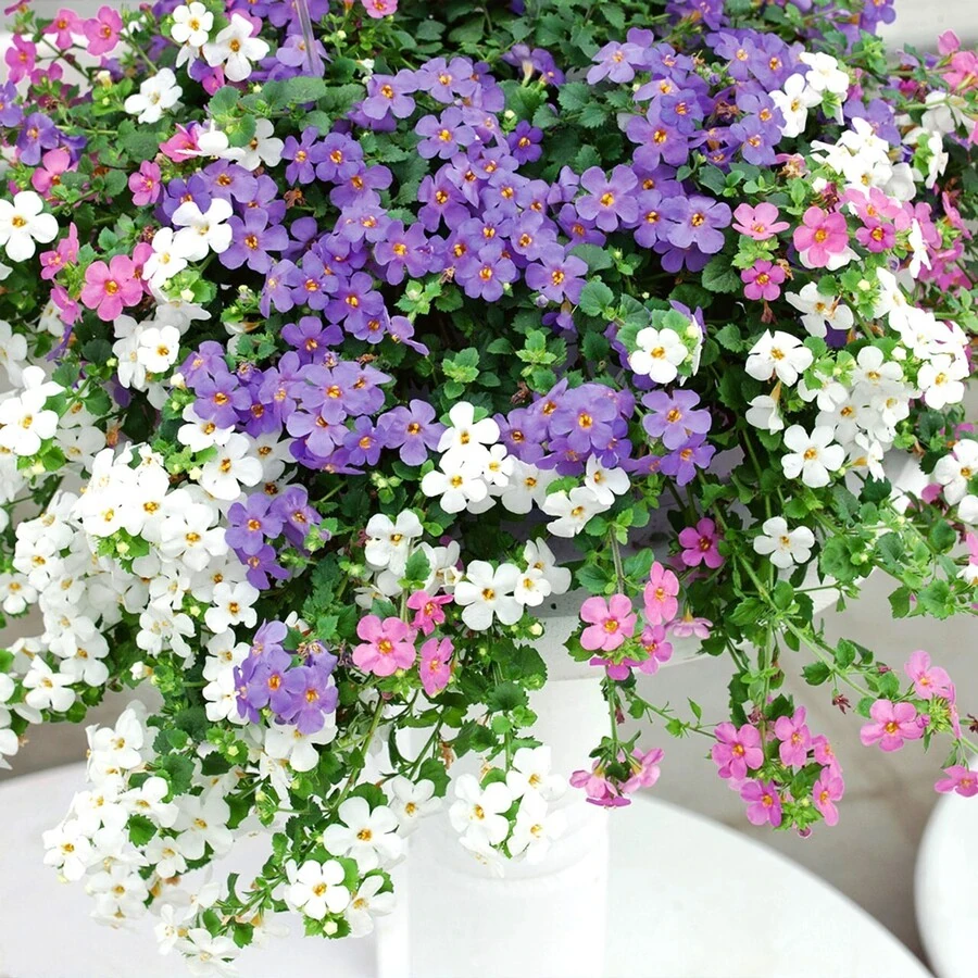 Бакопа Bacopa