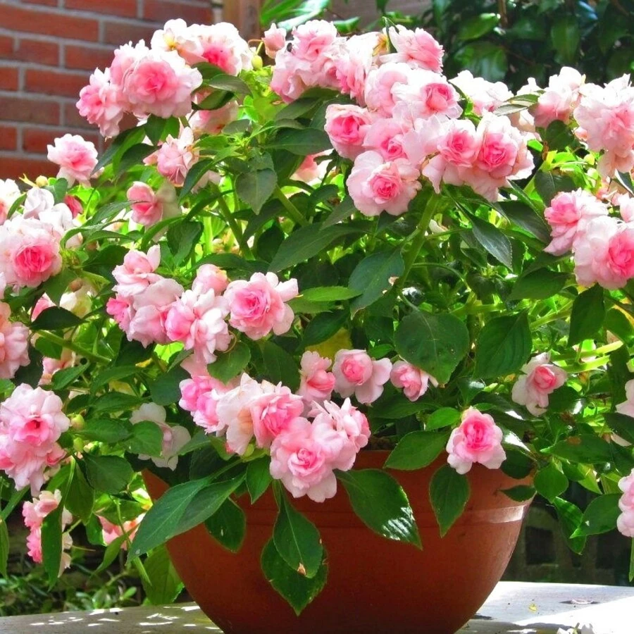 Бальзамин Уоллера Impatiens Walleriana
