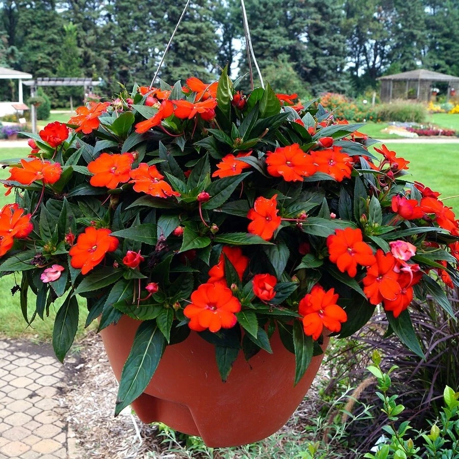 Бальзамин новогвинейский Impatiens New Guinea