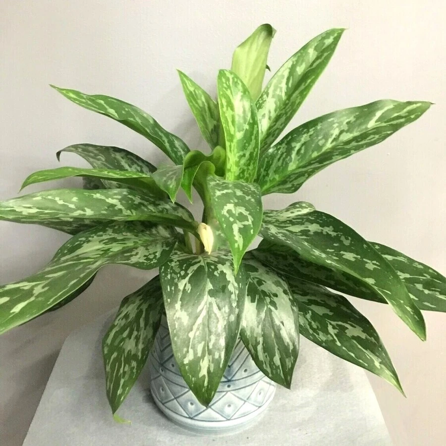 Аглаонема Гринстар  Aglaonema Greenstar