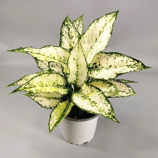 Аглаонема Вайт Киви Aglaonema White Kiwi