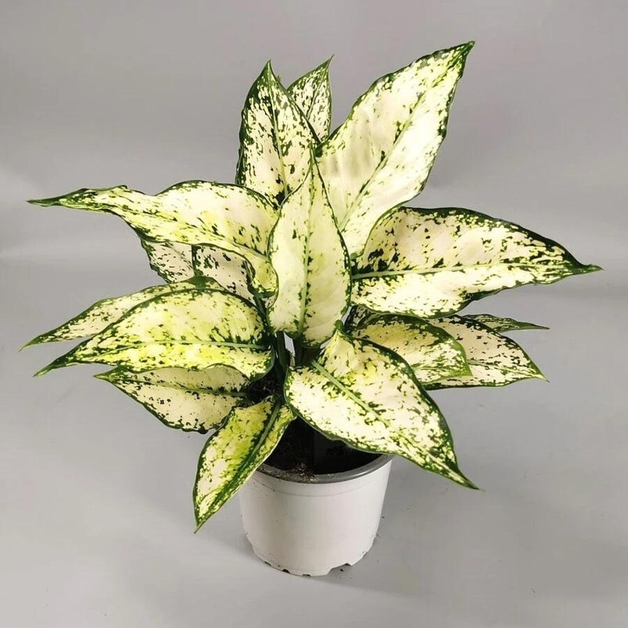 Аглаонема Вайт Киви Aglaonema White Kiwi