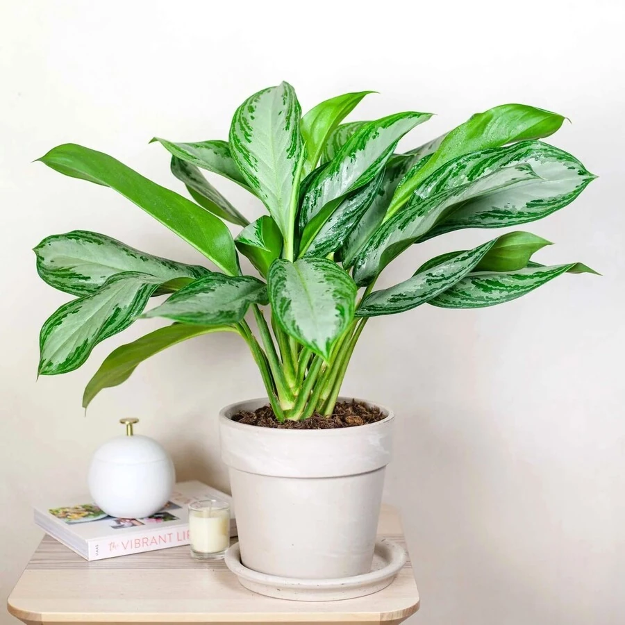 Аглаонема Клеопатра Aglaonema Cleopatra