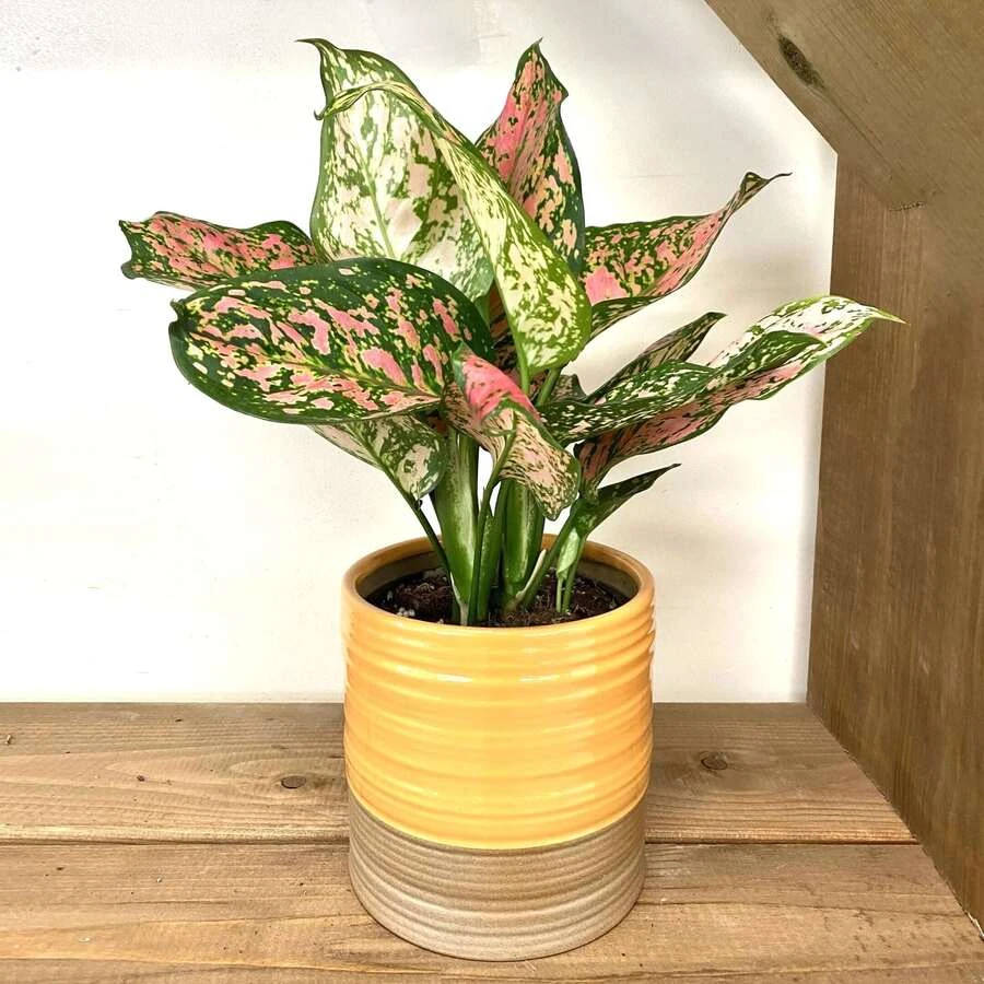 Аглаонема Романс Ред Aglaonema Romans Red